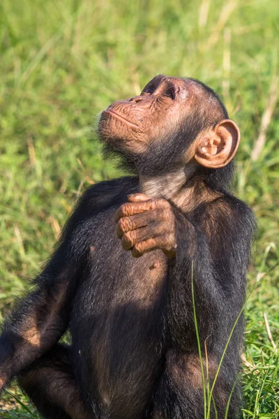 Šimpanz Tvořen Dva Druhy Společné Šimpanz Pozřou Lidé Gorily Orangutani — Stock fotografie