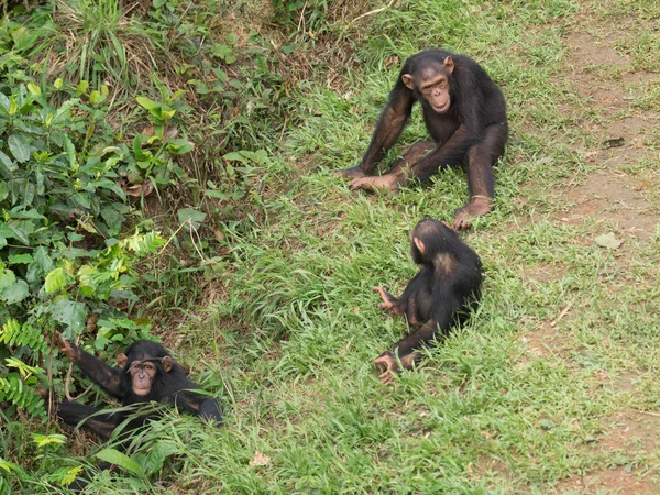 Šimpanz Tvořen Dva Druhy Společné Šimpanz Pozřou Lidé Gorily Orangutani — Stock fotografie