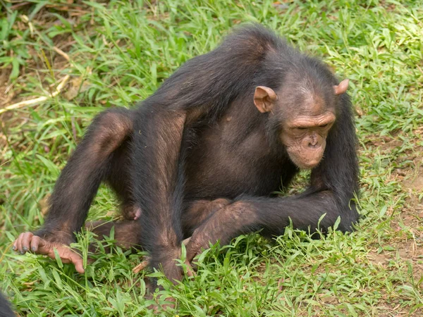 Шимпанзе Состоит Двух Сохранившихся Видов Обыкновенного Шимпанзе Бонобо Вместе Людьми — стоковое фото