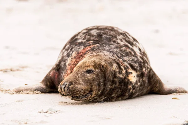 Atlantic Grey Seal Pup Sandy Beach Atlantic Grey Seal Pup — Fotografia de Stock