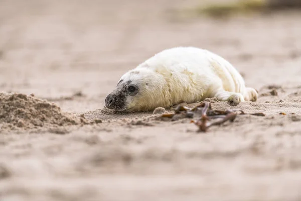 Atlantic Tuleň Kuželozubý Pup Sandy Beach Atlantic Tuleň Kuželozubý Pup — Stock fotografie