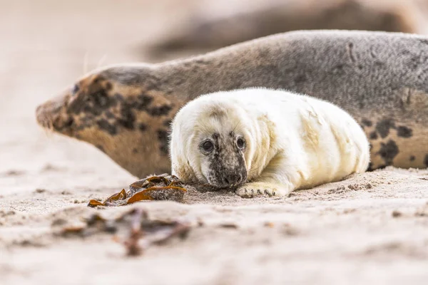 Atlantische Kegelrobbenwelpen Sandstrand Atlantische Kegelrobbenwelpen Atlantische Kegelrobbenwelpen Halichoerus Grypus — Stockfoto