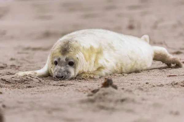 Atlantic Grey Seal Pup Sandy Beach Atlantic Grey Seal Pup — стоковое фото