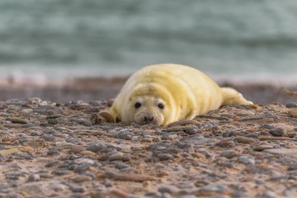 Atlantic Tuleň Kuželozubý Pup Sandy Beach Atlantic Tuleň Kuželozubý Pup — Stock fotografie