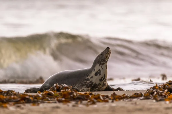 Atlantische Grijs Seal Pup Sandy Beach Atlantic Grijs Seal Pup — Stockfoto