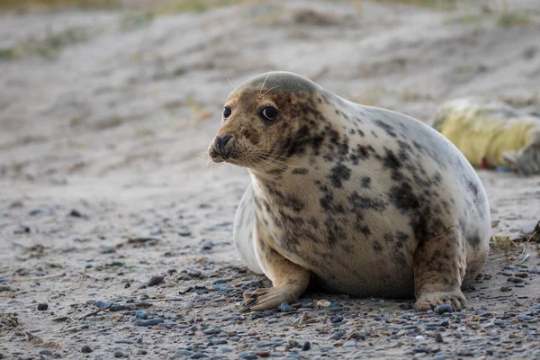 Atlantiska Gråsälen Pup Sandy Beach Atlantic Gråsälen Pup Atlantic Gråsälen — Stockfoto