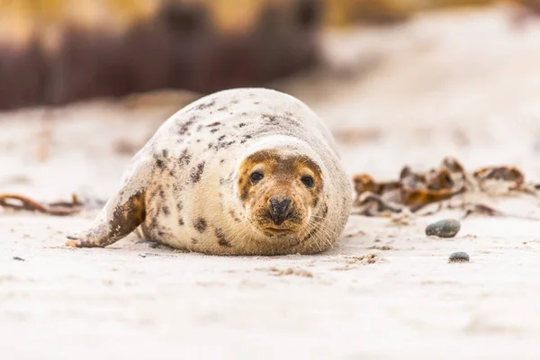 Foca Grigia Atlantica Pup Sulla Spiaggia Sabbia Foca Grigia Atlantica — Foto Stock