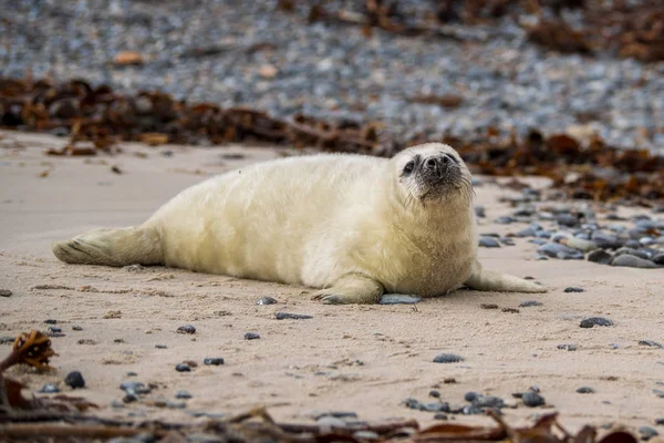 Atlantiska Gråsälen Pup Sandy Beach Atlantic Gråsälen Pup Atlantic Gråsälen — Stockfoto