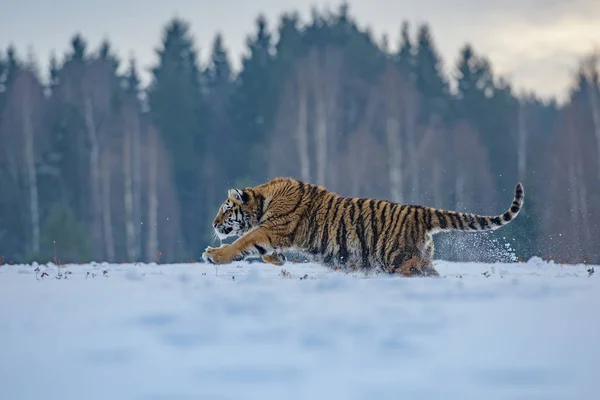 Tigre Siberiano Nieve Panthera Tigris — Foto de Stock