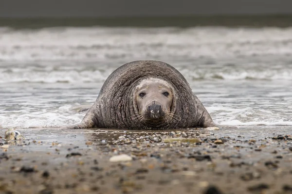 Atlantic Grey Seal Pup Sandy Beach Atlantic Grey Seal Pup — Fotografia de Stock