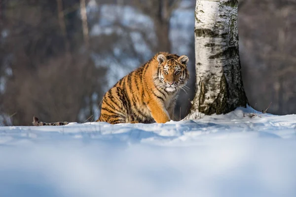 Tygr Ussurijský Panthera Tigris Sněhu — Stock fotografie