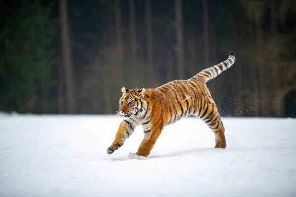 Tygrys Syberyjski Śniegu Panthera Tigris — Zdjęcie stockowe