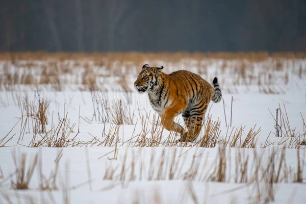 Tigre Siberiano Neve Panthera Tigris — Fotografia de Stock