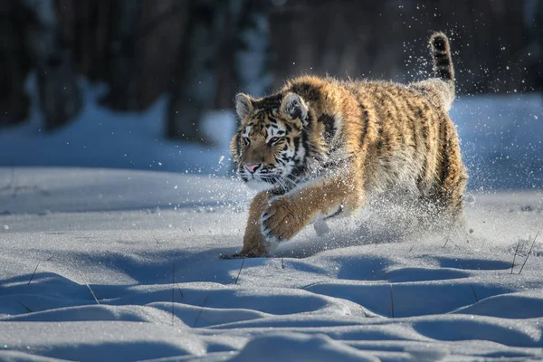 Tigre Siberiano Nieve Panthera Tigris —  Fotos de Stock