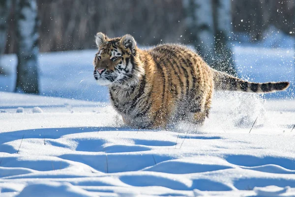 Σιβηρική Τίγρη Στο Χιόνι Panthera Tigris — Φωτογραφία Αρχείου