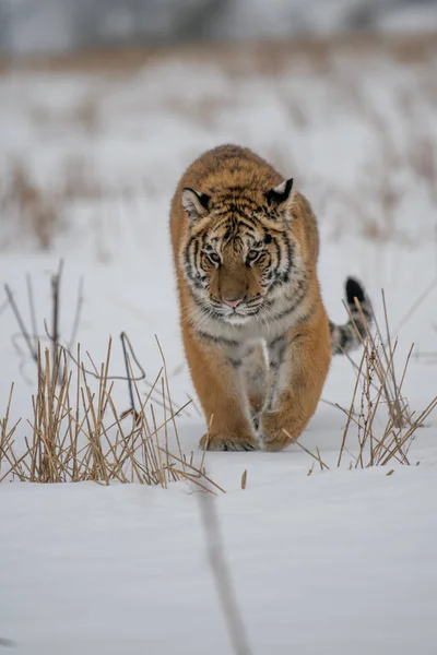 Tygr Ussurijský Panthera Tigris Sněhu — Stock fotografie