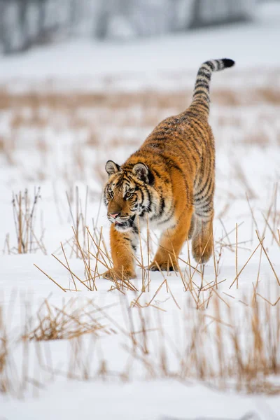 Σιβηρική Τίγρη Στο Χιόνι Panthera Tigris — Φωτογραφία Αρχείου