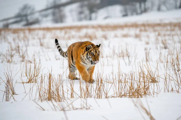 Tigre Siberiano Neve Panthera Tigris — Fotografia de Stock