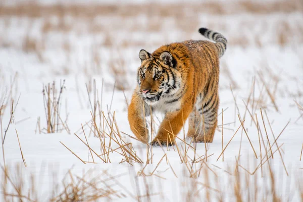 Tigre Siberiano Nieve Panthera Tigris —  Fotos de Stock