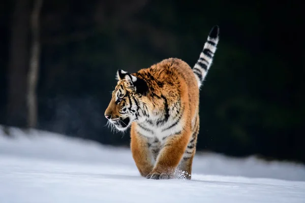 Tygr Ussurijský Panthera Tigris Sněhu — Stock fotografie