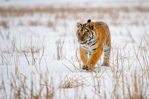 Tigre Siberiano Nieve Panthera Tigris — Foto de Stock