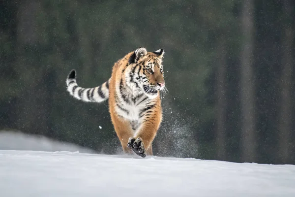 Szibériai Tigris Panthera Tigris Hóban — Stock Fotó