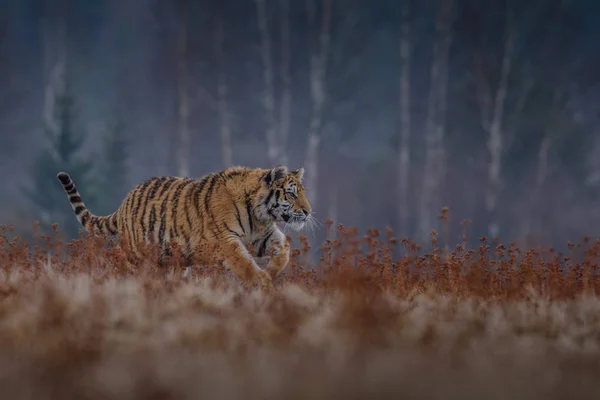 Tigre Siberiano Neve Panthera Tigris — Fotografia de Stock