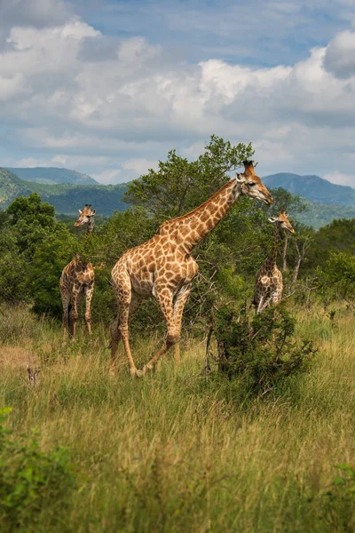 Güney Afrika Zürafası Zürafa Camelopardalis Kalın Lowveld Bir Tepe Üzerinde — Stok fotoğraf