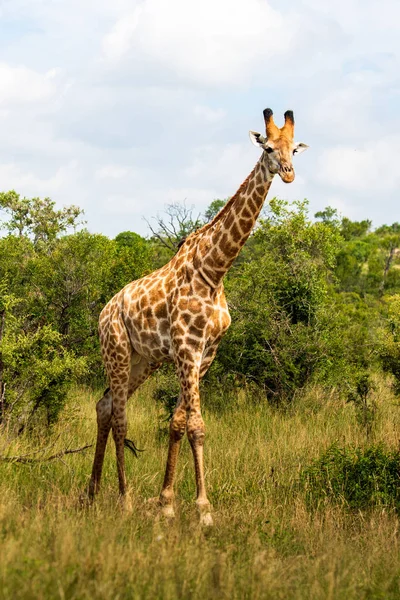 Güney Afrika Zürafası Zürafa Camelopardalis Kalın Lowveld Bir Tepe Üzerinde — Stok fotoğraf