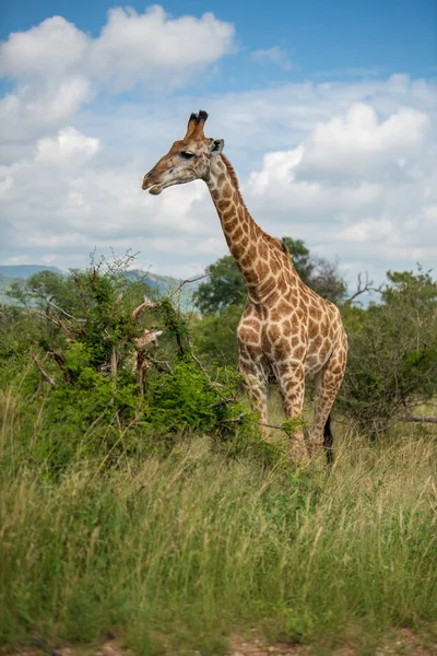 Zuid Afrikaanse Giraffe Giraffa Camelopardalis Familie Van Giraffen Staande Een — Stockfoto