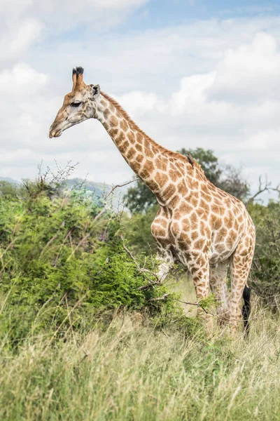 Güney Afrika Zürafası Zürafa Camelopardalis Kalın Lowveld Bir Tepe Üzerinde — Stok fotoğraf