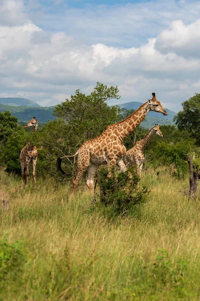 Güney Afrika Zürafası Zürafa Camelopardalis Kalın Lowveld Bir Tepe Üzerinde — Stok fotoğraf