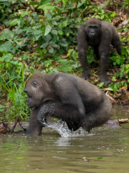 Gorila Gabón Gorila Oriental Peligro Extinción Belleza Selva Africana Gorila —  Fotos de Stock