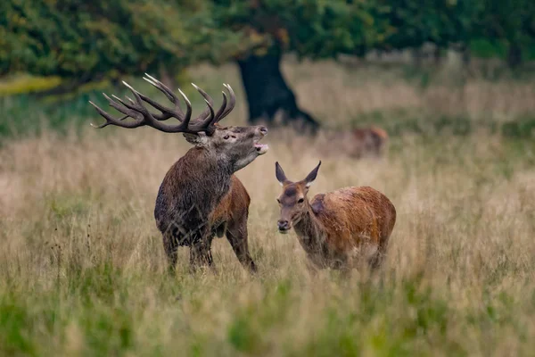 Червоний Олень Stags Олень Elaphus — стокове фото