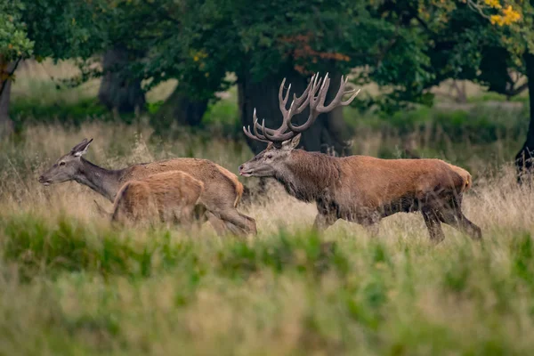 Bikák Gímszarvas Cervus Elaphus — Stock Fotó