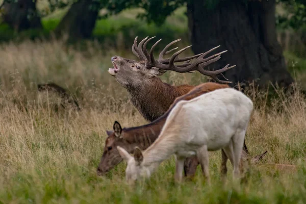 Red Deer Stags Cervus Elaphus — Stok Foto