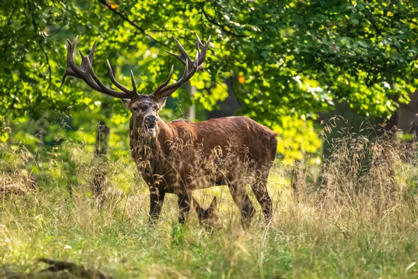 Bikák Gímszarvas Cervus Elaphus — Stock Fotó