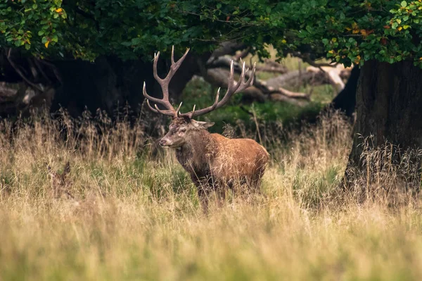 Red Deer Stags Cervus Elaphus — Stok Foto