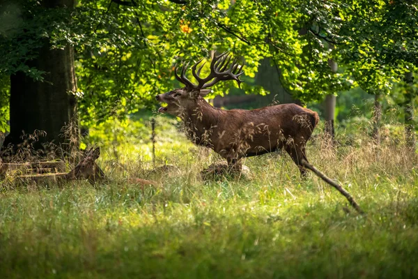 Estacas Veado Vermelho Cervus Elaphus — Fotografia de Stock