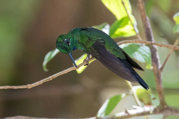 Kolibri Trochilidae Flygande Pärlor — Stockfoto