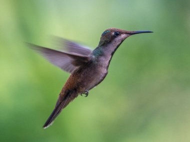 Sinek kuşu (Trochilidae) uçan Ekvador gems