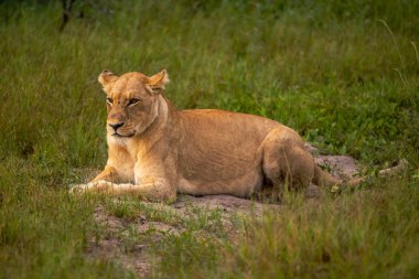 Güçlü aslan avı Kenya'daki Masai Mara, (Panthera leo için hazır lionesses izliyor)