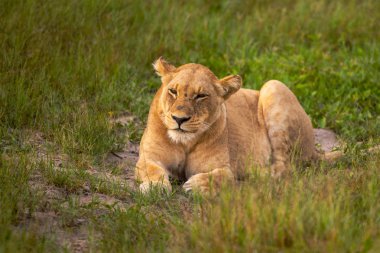 Güçlü aslan avı Kenya'daki Masai Mara, (Panthera leo için hazır lionesses izliyor)