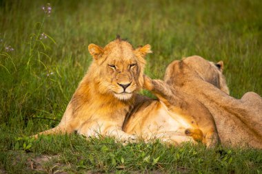 Güçlü aslan avı Kenya'daki Masai Mara, (Panthera leo için hazır lionesses izliyor)