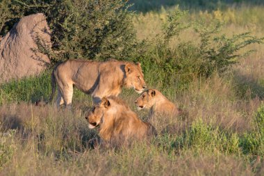 Güçlü aslan avı Kenya'daki Masai Mara, (Panthera leo için hazır lionesses izliyor)
