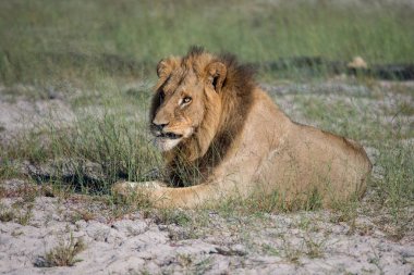 Güçlü aslan avı Kenya'daki Masai Mara, (Panthera leo için hazır lionesses izliyor)