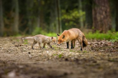 Şirin Kızıl Tilki, Vulpes vulpes sonbahar ormandaki. Güzel hayvan doğa ortamlarında. Vahşi doğa vahşi yaşam mahallinden. Kırmızı turuncu sonbahar yaprakları koşan tilki