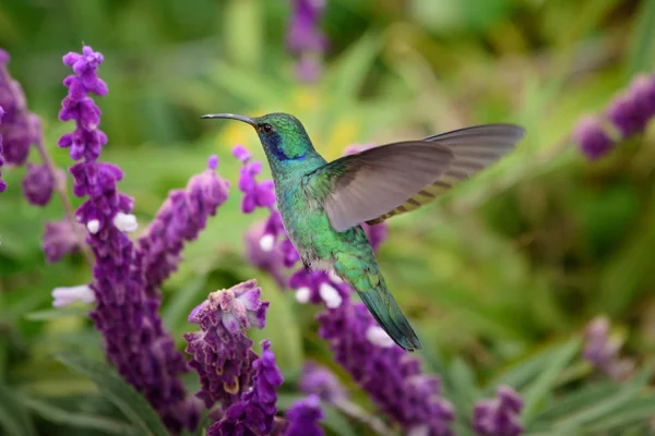 Kolibrie Trochilidae Vliegende Edelstenen — Stockfoto