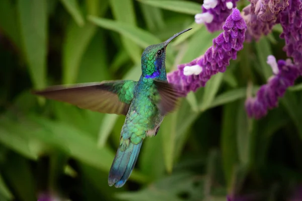 Colibri Trochilidae Gemas Voadoras — Fotografia de Stock