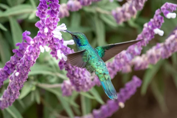 Koliber Trochilidae Klejnoty Latające — Zdjęcie stockowe